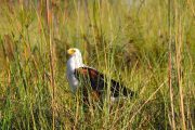 botswana safari andtraveller