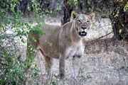 botswana safari andtraveller