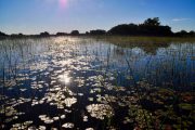 botswana safari andtraveller